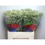Limonium Parkjuur V China White 60cm