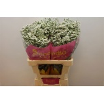 Limonium Parkjuur V China White 60cm