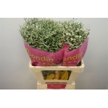 Limonium Parkjuur V China White 60-65cm