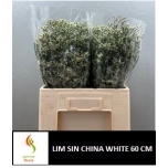 Limonium Parkjuur China White 60cm