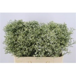 Limonium Parkjuur V China White 60-65cm