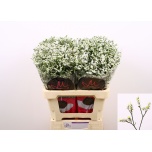 Limonium Parkjuur V China White 60cm