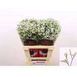 Limonium Parkjuur V China White 60cm