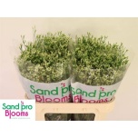 Limonium Parkjuur V Cool Diamond 70cm