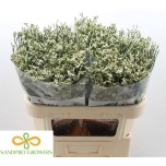 Limonium Parkjuur V Cool Diamond 70cm