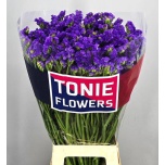 Limonium Parkjuur S Crystal Dark Blue 80cm