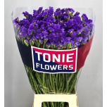 Limonium Parkjuur S Crystal Dark Blue 80-85cm
