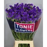 Limonium Parkjuur S Crystal Dark Blue 80-85cm