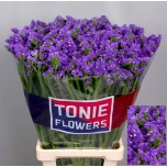 Limonium Parkjuur Crystal Dark Blue 80cm