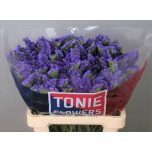 Limonium Parkjuur S Crystal Dark Blue 60cm