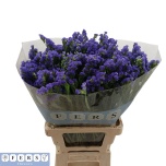 Limonium Parkjuur S Crystal Dark Blue 60cm