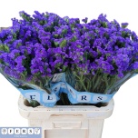 Limonium Parkjuur S Crystal Dark Blue 60cm
