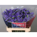 Limonium Parkjuur S Crystal Dark Blue 60cm