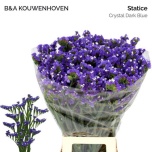 Limonium Parkjuur S Crystal Dark Blue 70-75cm