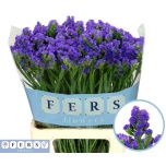 Limonium Parkjuur S Crystal Dark Blue 70-75cm