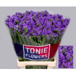 Limonium Parkjuur S Crystal Dark Blue 70-75cm