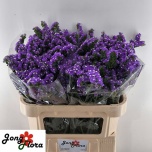 Limonium Parkjuur S Crystal Dark Blue 70-75cm