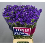 Limonium Parkjuur S Crystal Dark Blue 70-75cm