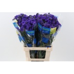 Limonium Parkjuur S Crystal Dark Blue 70cm