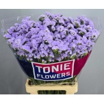 Limonium Parkjuur S Donau Birds 70-75cm