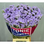 Limonium Parkjuur S Donau Birds 70-75cm