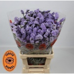 Limonium Parkjuur S Donau Birds 70-75cm