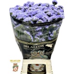 Limonium Parkjuur S Donau Birds 80cm