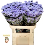 Limonium Parkjuur S Donau Birds 80cm