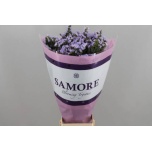 Limonium Parkjuur S Donau Birds 80cm