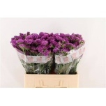 Limonium Parkjuur S Dyna Rose 60cm