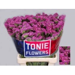 Limonium Parkjuur S Dyna Rose 60cm