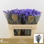 Limonium Parkjuur Levis Wings 70cm
