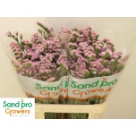 Limonium Parkjuur S Lucia Pink 80cm
