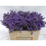 Limonium Parkjuur Maine Blue 60cm