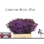 Limonium Parkjuur V Maine Blue 60cm