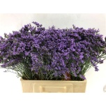 Limonium Parkjuur Maine Blue 60cm