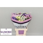 Limonium Parkjuur Rainbow mix 70cm