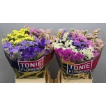 Limonium Parkjuur S Rainbow mix 70cm