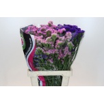 Limonium Parkjuur S Rainbow mix 70cm
