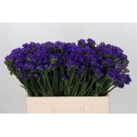 Limonium Parkjuur S Navy Sun Birds 60cm