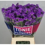 Limonium Parkjuur S Navy Sun Birds 70cm