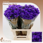 Limonium Parkjuur S Navy Sun Birds 70cm