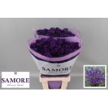 Limonium Parkjuur S Navy Sun Birds 70cm