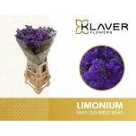 Limonium Parkjuur S Navy Sun Birds 80cm