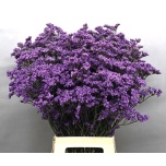 Limonium Parkjuur V Ohio Blue 70cm