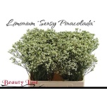 Limonium Parkjuur V Pina Colada 60cm
