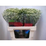 Limonium Parkjuur V Pina Colada 60cm