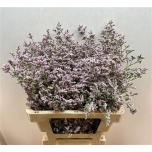 Limonium Parkjuur V Pink Emille 60cm