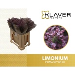 Limonium Parkjuur V Piuma Sky 60cm