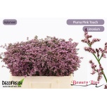 Limonium Parkjuur V Piuma Pink Touch 50cm